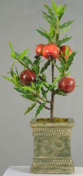 Picture of POMEGRANTE TREE, 24"H