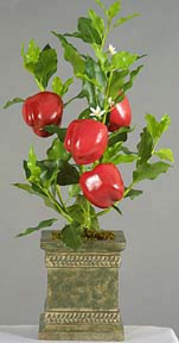 Picture of SWEET PEPPER PLANT, 24"H