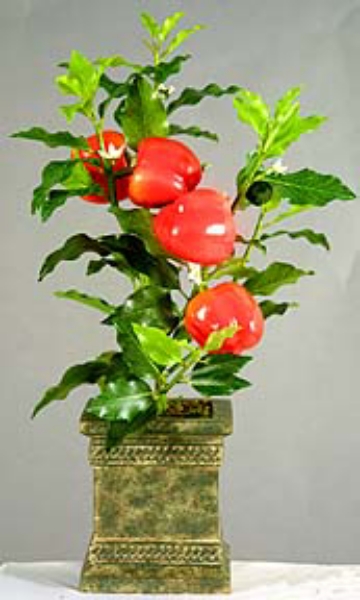 Picture of SWEET PEPPER PLANT, 24"H