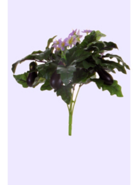 Picture of EGGPLANT BUSH