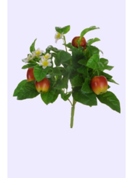 Picture of APPLE BUSH