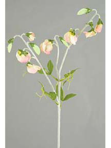 Picture of SWEET PEA SPRAY X 13 W/4LVS