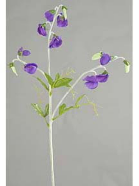 Picture of SWEET PEA SPRAY X 13 W/4LVS