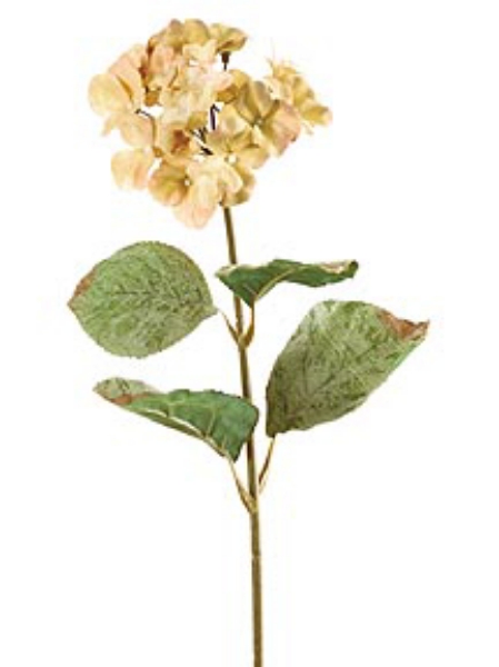 Picture of MED HYDRANGEA X 1 W/4 LVS