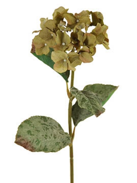 Picture of MED HYDRANGEA X 1 W/4 LVS