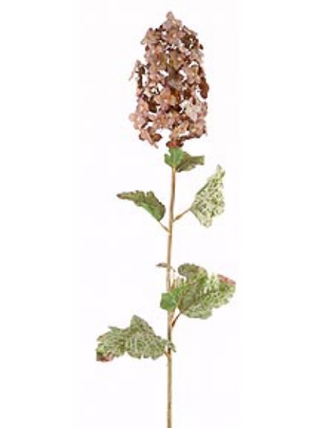 Picture of MOUNTAIN HYDRANGEA X1/9LVS