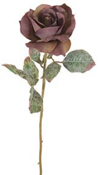 Picture of GARDEN ROSE X 1 W/3 LVS