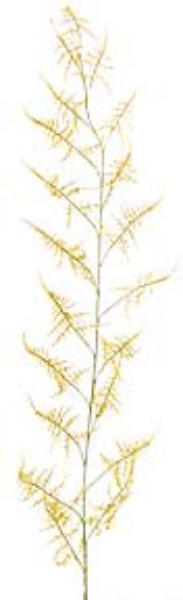 Picture of 52" ASPARAGUS SPRAY W/21LVS