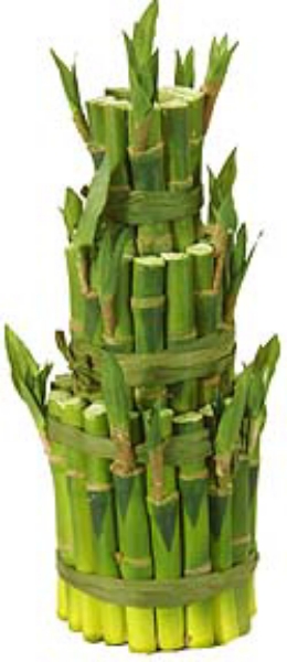 Picture of 9" LUCKY BAMBOO W/41 STEMS