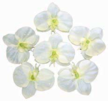 Picture of FLOATING ORCHID W/6 FLS/BAG