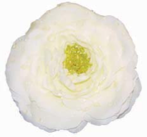 Picture of 4.5"FLOATING TEAROSE/1F/BAG