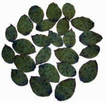 Picture of FLOCKED BIRCH LEAF IN BAG