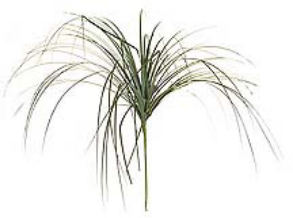 Picture of SM. GRASS CLUSTER