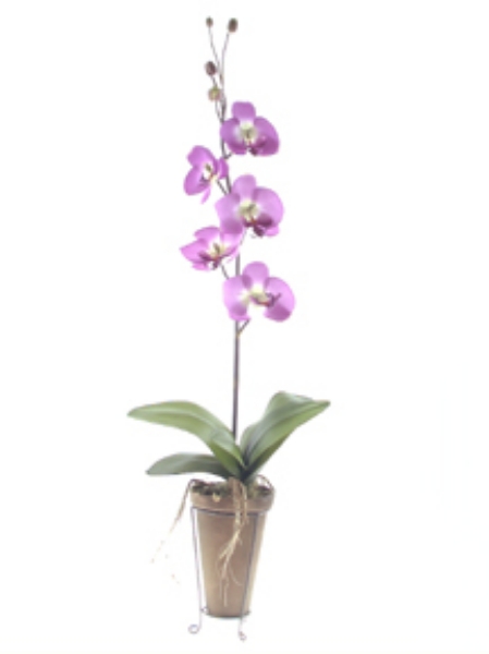 Picture of PHALAENOPSIS/POTTED/STAND