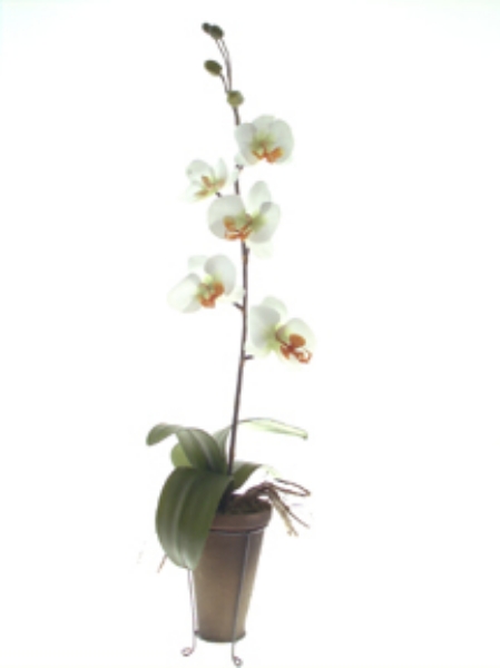 Picture of PHALAENOPSIS/POTTED/STAND