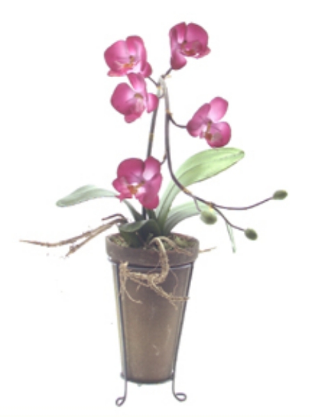 Picture of PHALAENOPSIS/POTTED/STAND