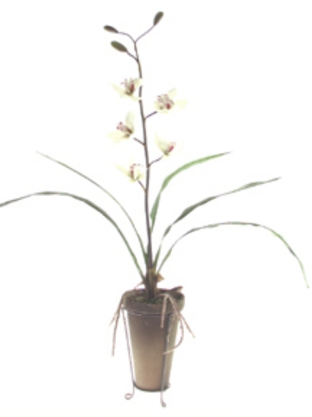 Picture of MINI CYMBIDIUM/POTTED/STAND