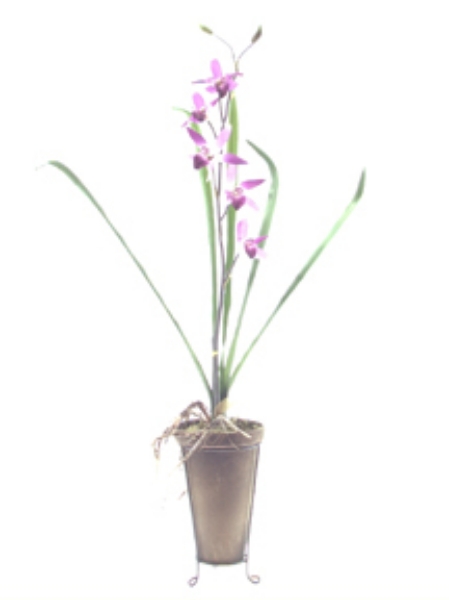 Picture of FRAGRANT ORCHID/POTD/STAND