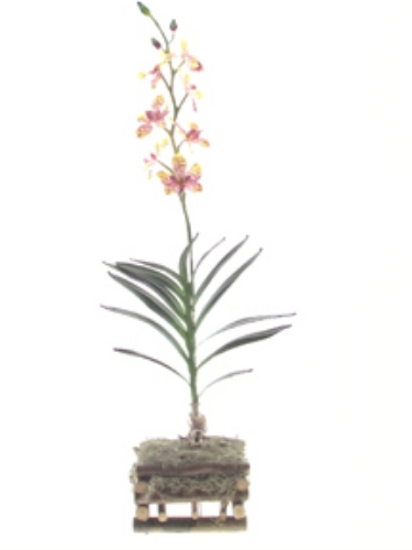 Picture of VANDA ORCHID PLANT X7