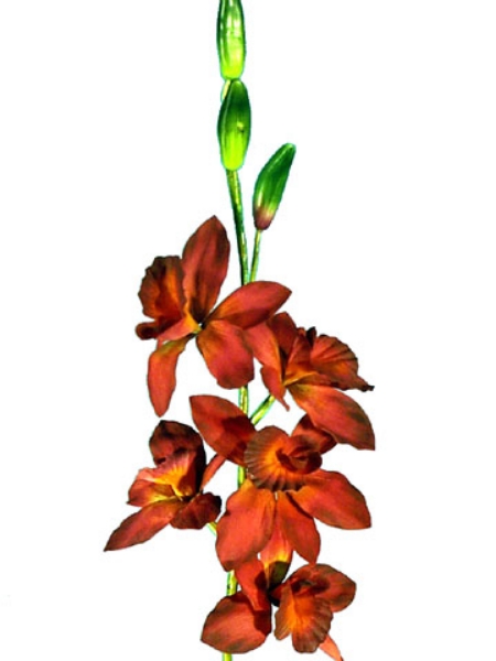 Picture of CYMBIDIUM