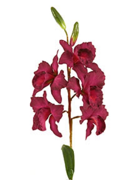 Picture of CATTLEYA