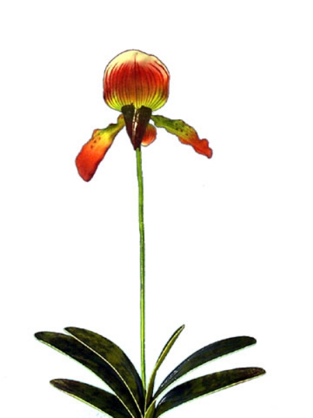 Picture of LADY'S SLIPPER PLANT X1 LG