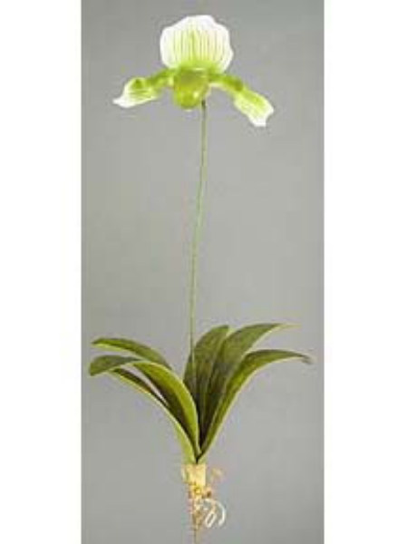 Picture of LADY'S SLIPPER PLANT X1 LG