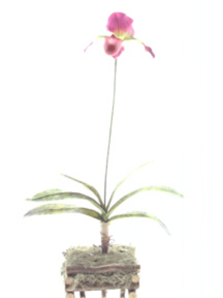 Picture of LADY'S SLIPPER PLANT X1 LG