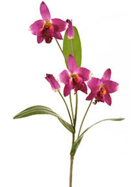 Picture of CATTLEYA SPRAY-SM.