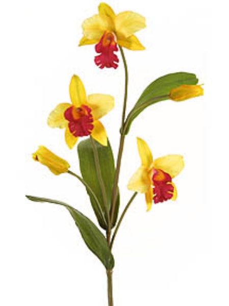 Picture of CATTLEYA SPRAY-SM.