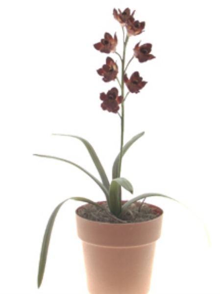 Picture of CYMBIDIUM ORCHID PLANT X 7