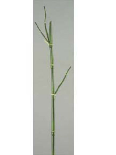 Picture of 35" BAMBOO