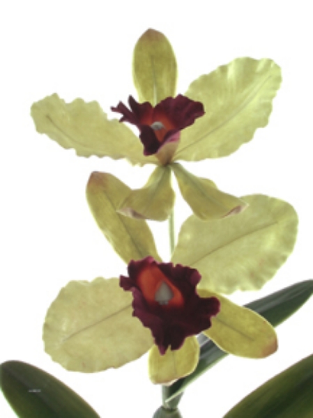 Picture of CATTLEYA ORCHID PLANT X 2