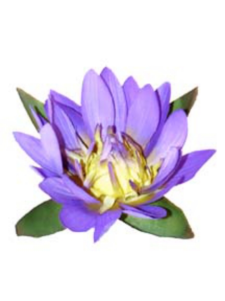 Picture of FLOATING SM. WATER LILY 3.5"