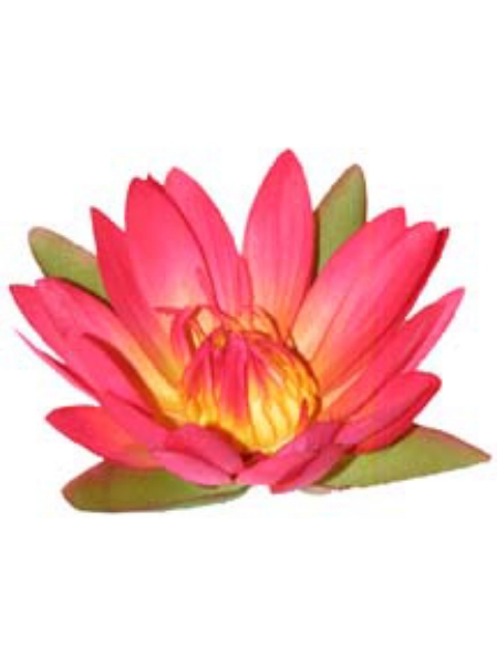 Picture of FLOATING SM. WATER LILY