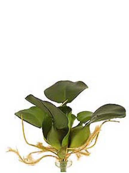 Picture of MED WATER HYACINTH LEAVES