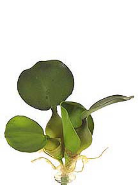 Picture of SM.WATER HYACINTH LEAVES