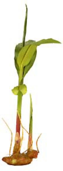 Picture of 19" GINGER LILY