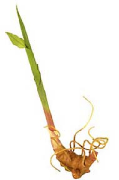 Picture of SM. GINGER LILY