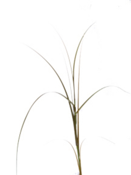 Picture of 45" PVC GRASS SPRAY