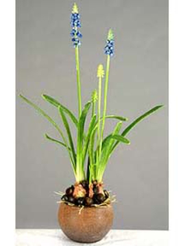 Picture of 14" HYACINTHUS X 4 ON POT