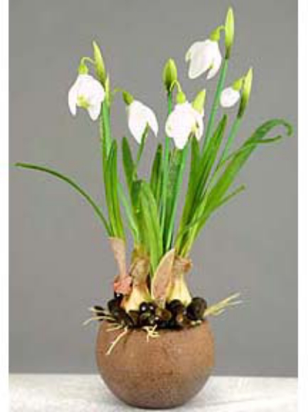 Picture of 10" SNOW DROP X 4 ON POT