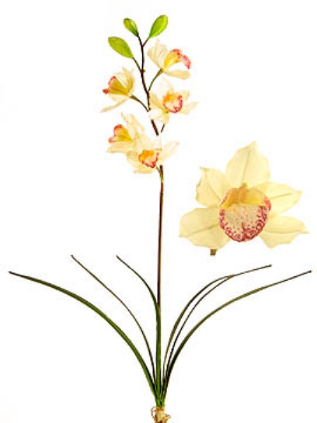 Picture of CYMBIDIUM PLANT X 5, LG