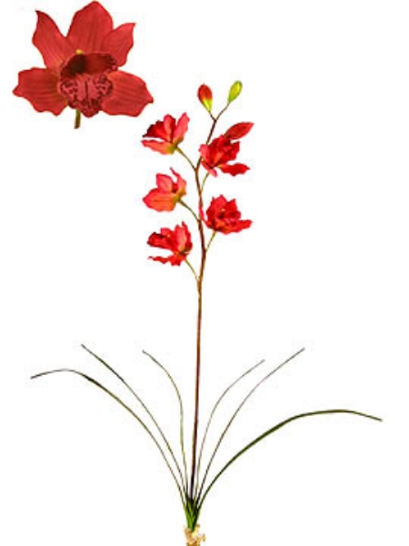 Picture of CYMBIDIUM PLANT X 5, LG