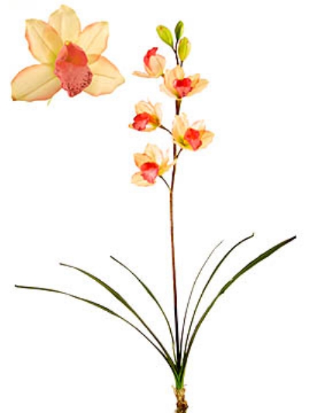 Picture of CYMBIDIUM PLANT X 5, LG