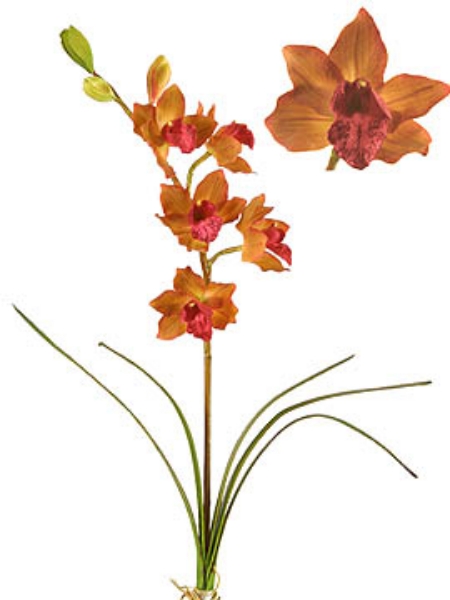 Picture of CYMBIDIUM PLANT X 5 SM