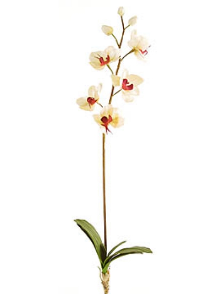 Picture of PHALAENOPSIS PLANT X 5