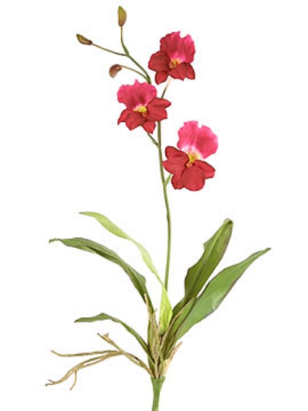 Picture of MILTONIOPSIS ORCHID PLANT