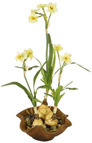 Picture of POTTED SM. NARCISSUS/BALL