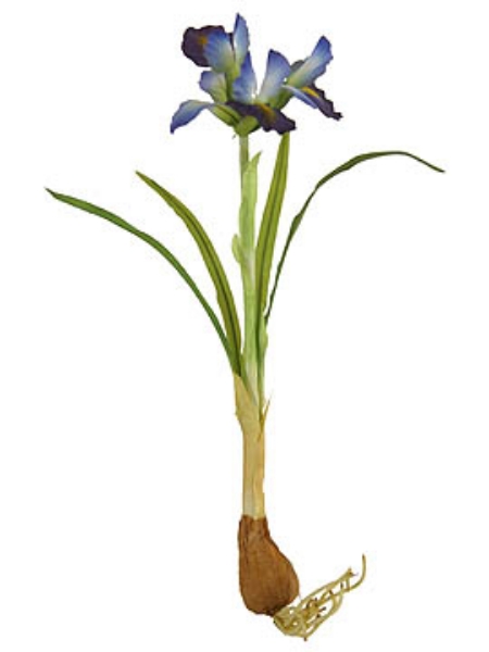 Picture of 12" MINI IRIS W/BALL 1F 4L